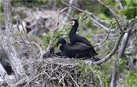 Attēlu rezultāti vaicājumam “Phalacrocorax carbo nest”