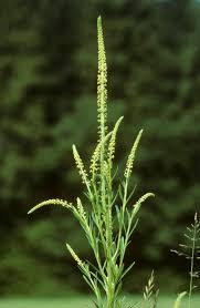 Image result for Reseda luteola