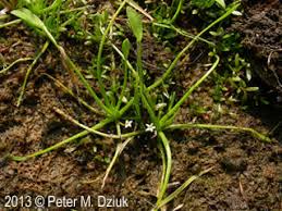 Attēlu rezultāti vaicājumam “Limosella aquatica flower”