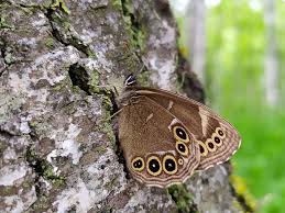 Attēlu rezultāti vaicājumam “Lopinga achine underside”