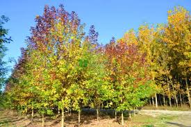 Attēlu rezultāti vaicājumam “Acer saccharinum”