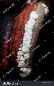 Attēlu rezultāti vaicājumam “Hypocrea pulvinata”