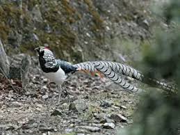 Image result for Chrysolophus amherstiae