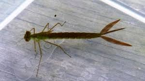 Attēlu rezultāti vaicājumam “Lestidae”