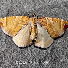 Attēlu rezultāti vaicājumam “Eulithis mellinata”