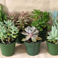 Image result for Mehikasvi