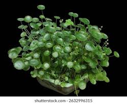 Attēlu rezultāti vaicājumam “Hydrocotyle vulgaris bud”