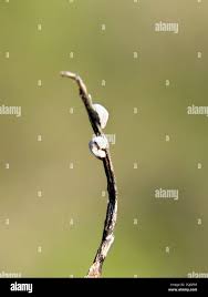 Attēlu rezultāti vaicājumam “Didymium clavus”