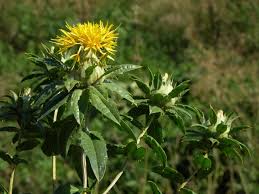 Image result for Carthamus tinctorius