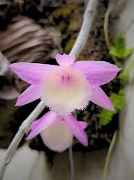 Attēlu rezultāti vaicājumam “Epipogium aphyllum flower”