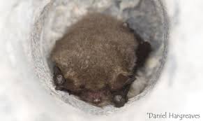 Attēlu rezultāti vaicājumam “Myotis nattereri”