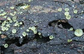 Attēlu rezultāti vaicājumam “Hyalorbilia inflatula”