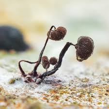 Attēlu rezultāti vaicājumam “Cribraria cancellata”