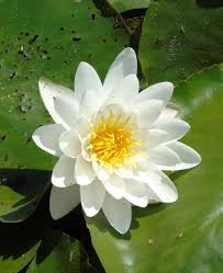 Attēlu rezultāti vaicājumam “Nymphaea alba leaf”