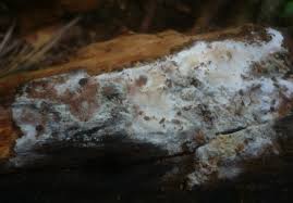 Attēlu rezultāti vaicājumam “Elmerina caryae”