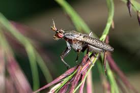 Attēlu rezultāti vaicājumam “Coremacera marginata”