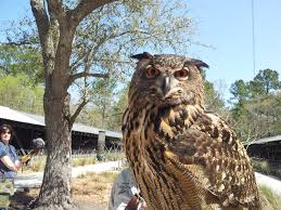 Attēlu rezultāti vaicājumam “Bubo bubo adult”