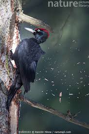 Attēlu rezultāti vaicājumam “Dryocopus martius adult”