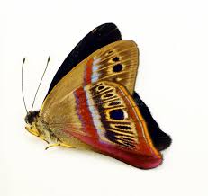 Attēlu rezultāti vaicājumam “Riodinidae”