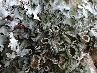 Attēlu rezultāti vaicājumam “Pleurosticta acetabulum”