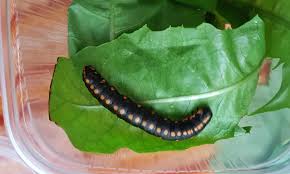 Attēlu rezultāti vaicājumam “Cucullia lucifuga larva”