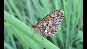 Attēlu rezultāti vaicājumam “Clossiana selene underside”