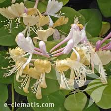 Attēlu rezultāti vaicājumam “Lonicera caprifolium”