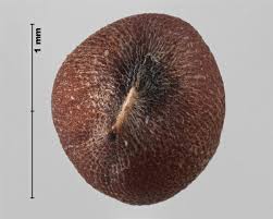Attēlu rezultāti vaicājumam “Raphanus raphanistrum fruit”