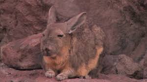 Image result for viscacha