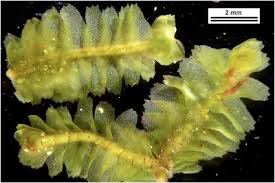 Attēlu rezultāti vaicājumam “Bazzania trilobata”