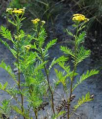 Image result for Tanacetum vulgare