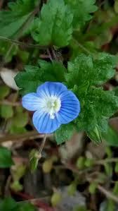 Attēlu rezultāti vaicājumam “Veronica agrestis leaf”
