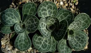 Attēlu rezultāti vaicājumam “Corydalis cava fruit”