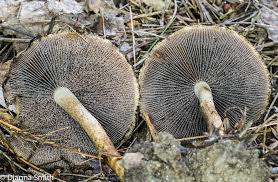 Attēlu rezultāti vaicājumam “Psathyrella lacrymabunda”