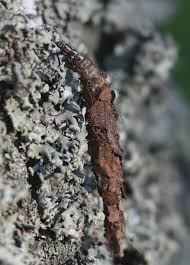 Attēlu rezultāti vaicājumam “Canephora hirsuta”