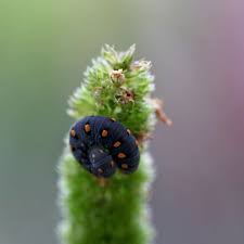 Attēlu rezultāti vaicājumam “Tenthredo mandibularis”