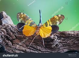 Attēlu rezultāti vaicājumam “Fuligo licentii macro”