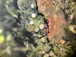 Attēlu rezultāti vaicājumam “Coenogonium pineti”