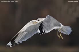 Attēlu rezultāti vaicājumam “Larus canus adult”