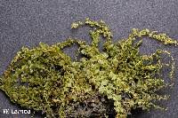 Attēlu rezultāti vaicājumam “Plagiomnium ellipticum”