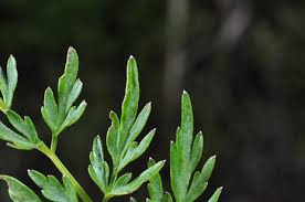 Attēlu rezultāti vaicājumam “Peucedanum palustre leaf”
