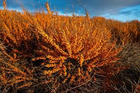 Attēlu rezultāti vaicājumam “Hippophae rhamnoides female flower”