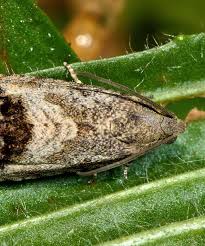 Attēlu rezultāti vaicājumam “Trichia contorta”