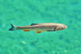 Image result for Squalius cephalus