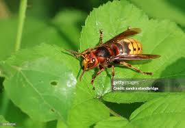 Attēlu rezultāti vaicājumam “Vespa crabro”