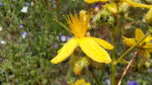 Attēlu rezultāti vaicājumam “Cardaminopsis arenosa bud”