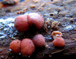 Attēlu rezultāti vaicājumam “Lycogala confusum”