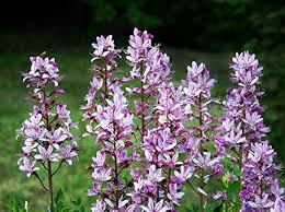 Image result for Diptam