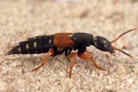 Attēlu rezultāti vaicājumam “Staphylinus erythropterus”