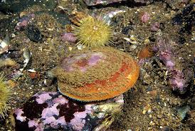 Image result for Placopecten magellanicus